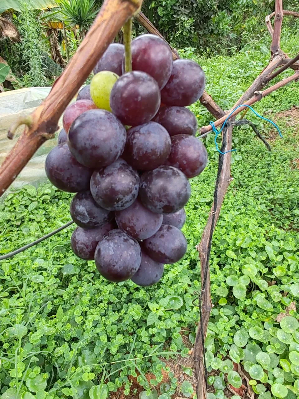 Variedad 1