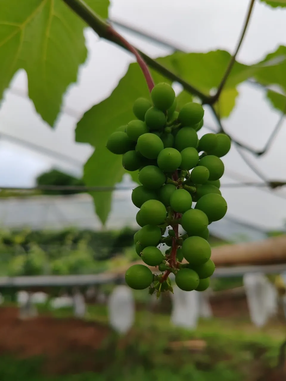 Variedad 6