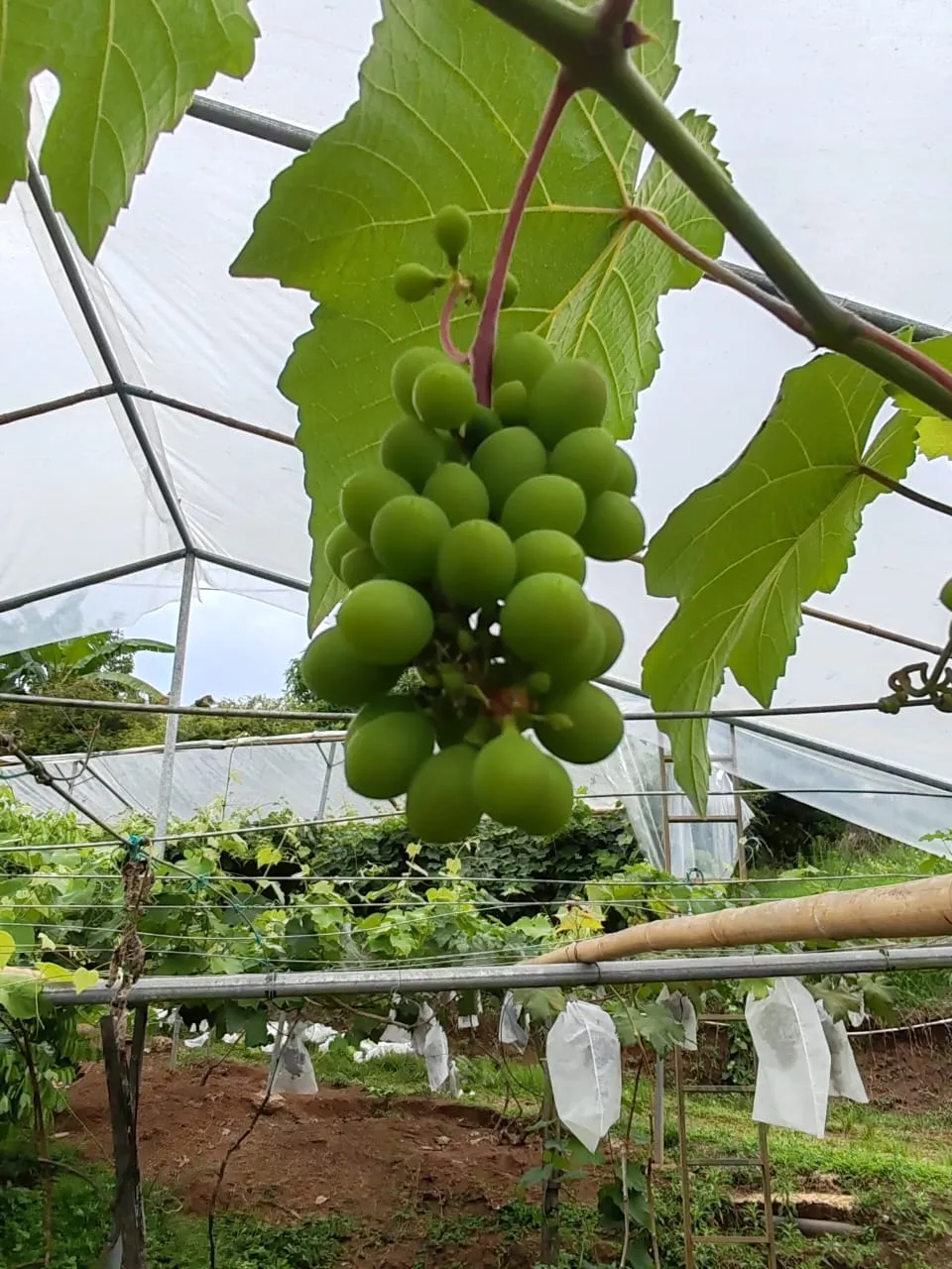 Variedad 4
